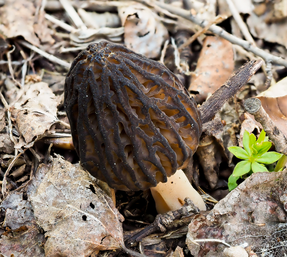 Black Morels from Southeast Edmonton, Edmonton, AB, Canada on May 19 ...