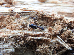 Stenichneumon