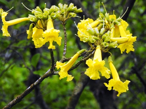 Handroanthus bureavii (Bureau & K.Schum.) Mattos