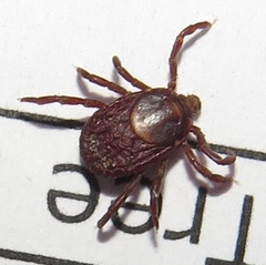 Rhipicephalus maculatus