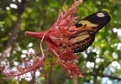 Heliconius ethilla narcaea
