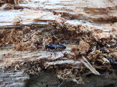 Stenichneumon