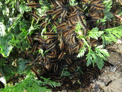 Ocnogyna clathrata