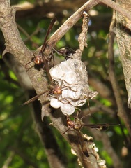 Belonogaster facialis