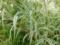 Arundo donax versicolor