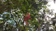 Heliconius ethilla narcaea