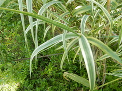 Arundo donax versicolor