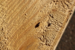 Calodromius spilotus