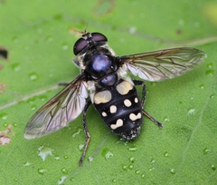 Sericomyia lata
