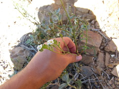 Cryptantha utahensis