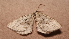 Colostygia multistrigaria