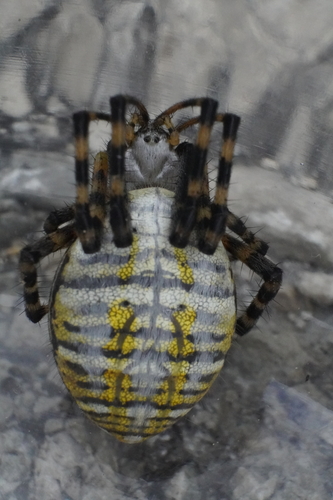 Banded Garden Spider photo 3