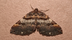Earophila badiata