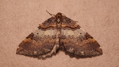 Earophila badiata