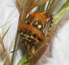 Bolbocoris rufus
