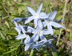 Amsonia ciliata texana