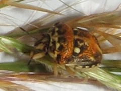 Bolbocoris rufus