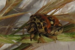 Bolbocoris rufus
