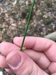Juncus dichotomus