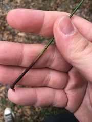 Juncus dichotomus