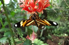 Heliconius ethilla narcaea