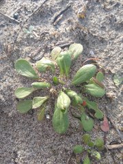 Chorizanthe howellii