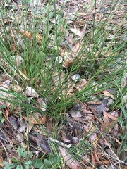 Juncus dichotomus
