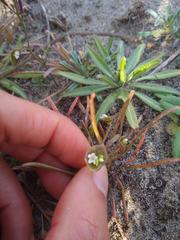 Claytonia parviflora