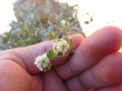 Cryptantha utahensis