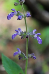 Salvia urticifolia