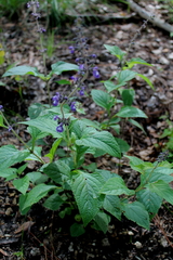 Salvia urticifolia