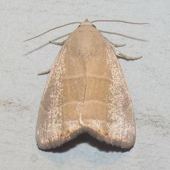 Bagisara rectifascia