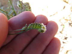 Cryptantha utahensis