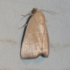Bagisara rectifascia