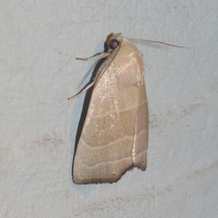 Bagisara rectifascia