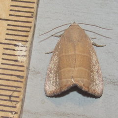 Bagisara rectifascia