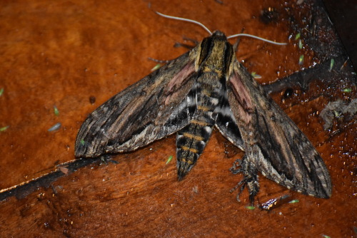 Lintneria justiciae