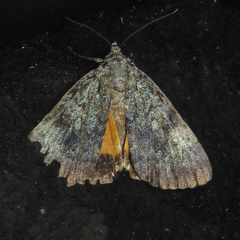 Catocala lineella