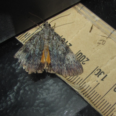Catocala lineella