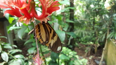 Heliconius ethilla narcaea
