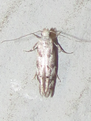 Coleotechnites australis