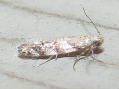 Coleotechnites australis