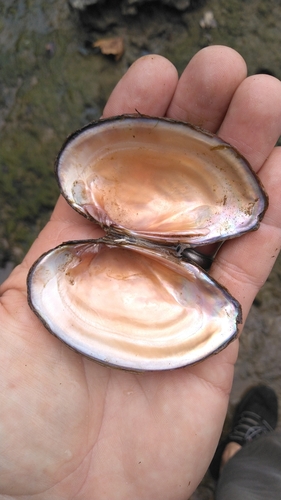 Little Spectaclecase