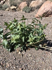 Penstemon bicolor roseus