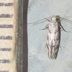 Coleotechnites australis