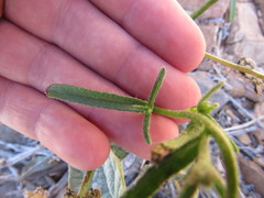 Cryptantha utahensis