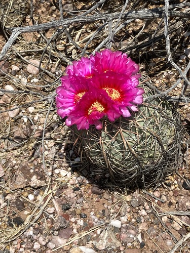 Echinocactus horizonthalonius horizonthalonius