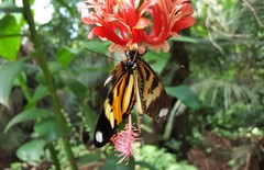 Heliconius ethilla narcaea