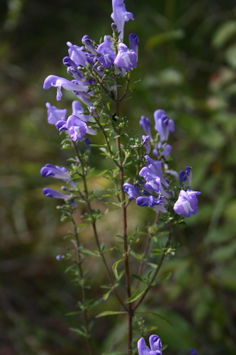 Georgia skullcap (Scutellaria glabriuscula)