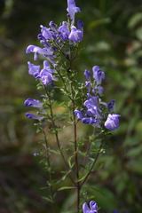 Scutellaria glabriuscula